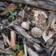 Morel mushrooms grow wild in wooded areas.