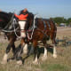 Shire horses harnessed to plow.