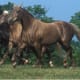 A few Rocky Mountain horses.