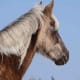 A Rocky Mountain horse head.