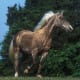 A Rocky Mountain horse exhibiting the "chocolate coat".