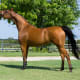 Arabian mare.
