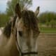 Close up of Bashkir Curly mane.