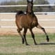 Trotting Arabian colt.