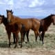 A group of mustangs by the road.