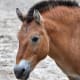 A portrait of a Przewalski's horse.