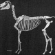 Arabian Horse skeleton.