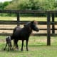 Falabella mare and foal.