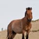A Przewalski's horse.