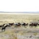 A mustang herd.