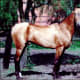 Akhal-Teke showing signature coat.