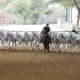 A "cobra": a group of Andalusian mares handled by one trainer.