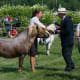 A 12-year-old strawberry roan with flaxen Shetland pony stallion is being rewarded with a I prize.