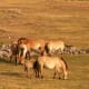 A herd of Przewalski's horses.