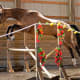 Ahkal-Teke jumping.