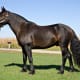 Mustang gelding.