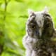 Young one of a Long-eared Owl