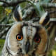 Long-eared Owl
