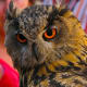 facts-about-owls