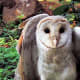Barn Owl