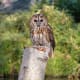 Tawny Owl