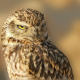 Burrowing Owl