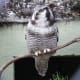 Hawk Owl