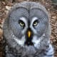 Great Grey Owl