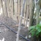 Moringa cutting which I have just planted.