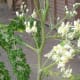 Moringa leaves and flowers