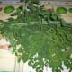 Moringa leaves with Lemongrass
