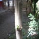 Moringa tree with new brances after a week of planting the cutting.