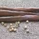 Moringa pods and seeds