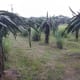 dragon fruit trees