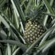 Pineapple on its plant