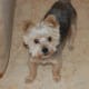 My resident older dog Gonzo - 10 year Yorkshire Terrier