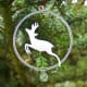Roe Deer in Ring