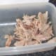 Shredded poached duck leg meat