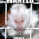 Homeless guinea pigs are often taken in by guinea pig shelters.