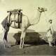 Gustave Le Gray Dromadaire d artillerie, Egypt, 1866.