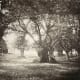 Another fascinating tree photo by Gustave Le Gray. Taken in 1856.