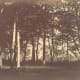 This is called Study of Trees and Pathways, done by Gustave Le Gray in 1949. Method used is salt, from a wax calotyped negative.