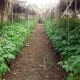 Moringa oleifera farm