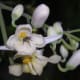 Moringa oleifera flowers