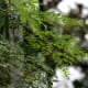 Moringa tree and leaves