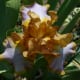 burnt-orange-or-rust-colored-flowers-a-gallery
