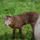 Lamb Sockii just woke up