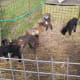 Lambs Yofi, Favored Fay, DrMark, Lisa and Cooper