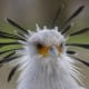 5-birds-with-some-fun-headgear