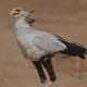 5-birds-with-some-fun-headgear